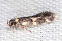 Oegoconia novimundi