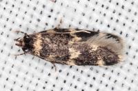 Oegoconia novimundi