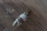 Enolmis acanthella
