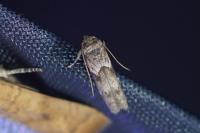 Blastobasis glandulella