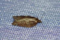 Acleris hastiana