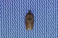 Acleris hastiana