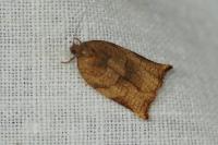 Archips podana