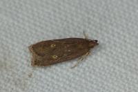 Helcystogramma triannulella