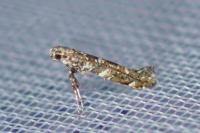 Gracillaria syringella