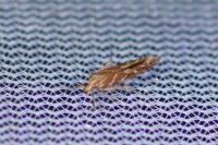 Pyroderces argyrogrammos