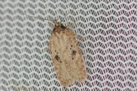Agonopterix subpropinquella