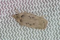 Agonopterix yeatiana