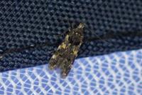 Teleiodes luculella
