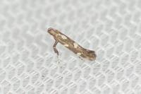 Calybites phasianipennella