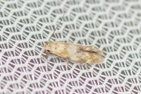 Mompha epilobiella