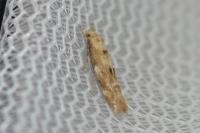 Mompha epilobiella