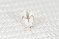 Pseudopostega crepusculella