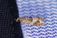 Rhopobota naevana