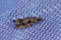 Zeiraphera isertana