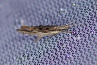 Ypsolopha scabrella