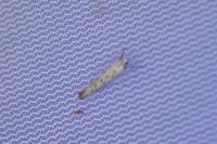 Yponomeuta