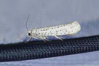Yponomeuta evonymella