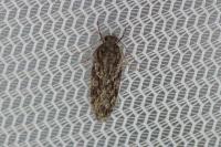 Gelechia muscosella
