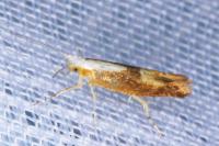 Argyresthia