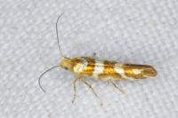 Argyresthia goedartella