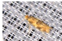 Bucculatrix ulmella