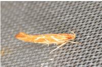 Pyroderces argyrogrammos