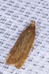 Helcystogramma triannulella