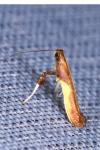 Caloptilia
