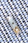Phyllocnistis