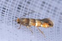 Phyllonorycter klemannella