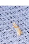 Phyllonorycter roboris