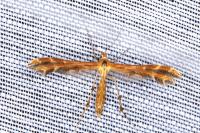 Oxyptilus