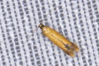 Coptotriche marginea