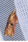 Acleris cristana