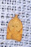 Acleris ferrugana/notana