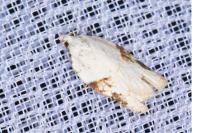 Acleris kochiella