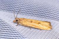 Bactra venosana