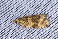 Celypha lacunana