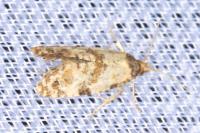 Neocochylis molliculana