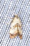 Neocochylis hybridella