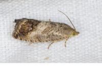 Cydia splendana