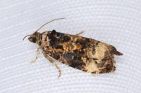 Endothenia