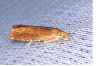 Epinotia tenerana