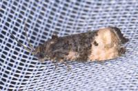 Metendothenia atropunctana