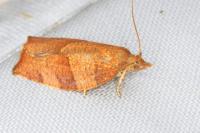 Pandemis heparana