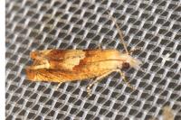 Eucosma conterminana