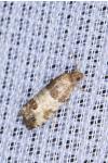 Spilonota ocellana