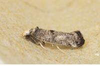 Paraswammerdamia nebulella