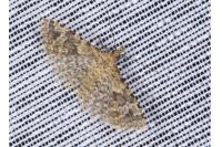 Alucita hexadactyla